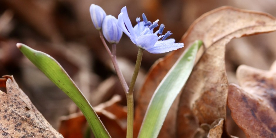 Scilla bifolia