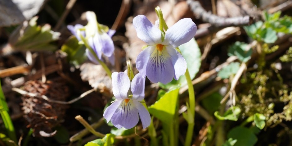 Viola pyrenaica