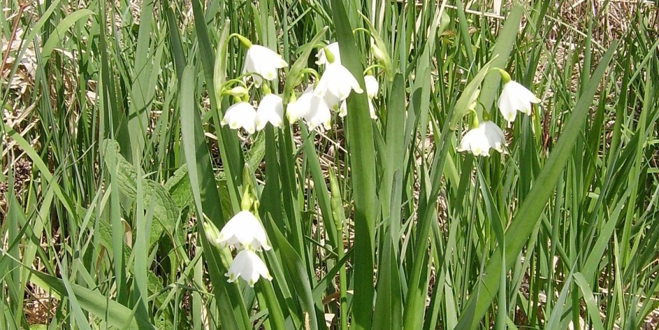 Leucojum aestivum