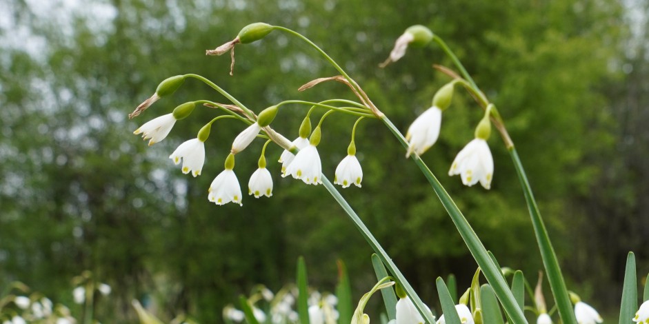 Leucojum aestivum