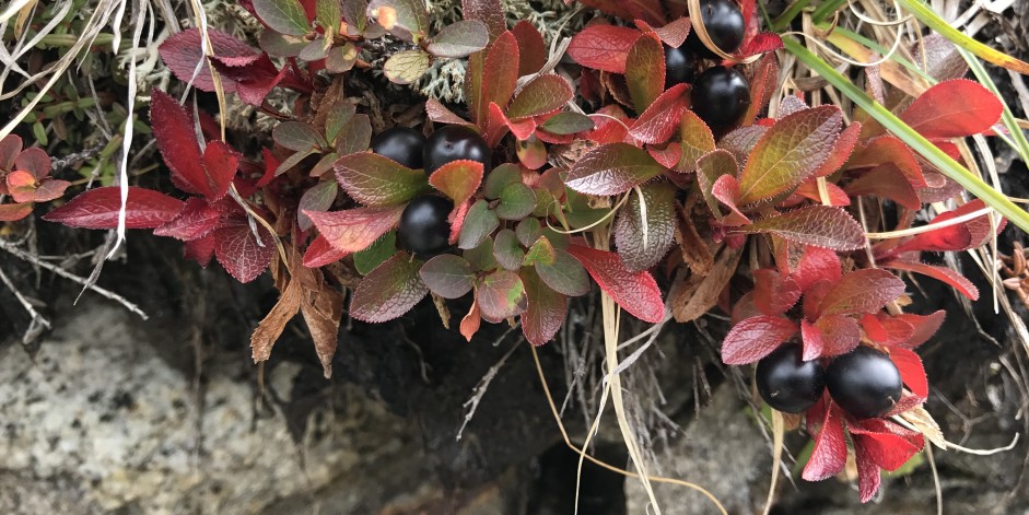 Arctostaphylos alpina