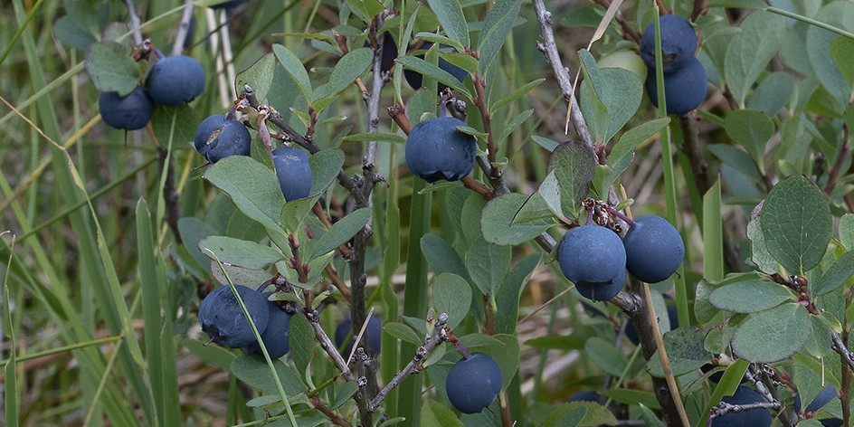 Vaccinium uliginosum aggr.