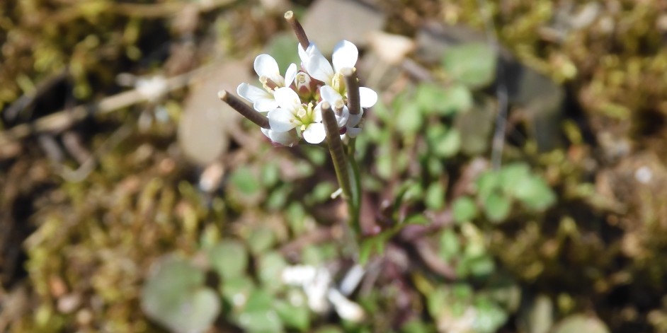 Cardamine hirsuta