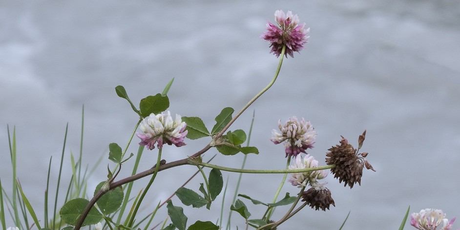 Trifolium hybridum