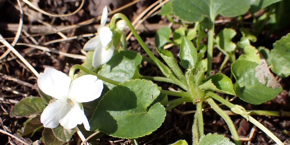 Viola alba