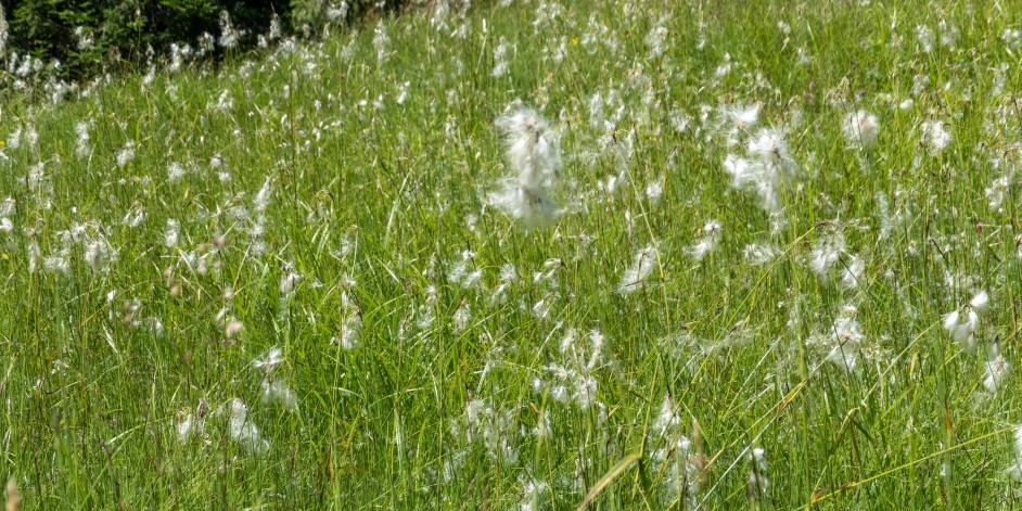 Eriophorum angustifolium