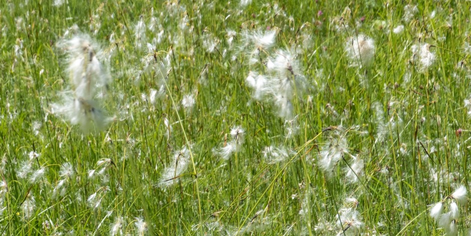 Eriophorum angustifolium