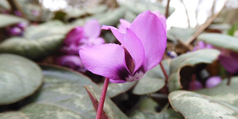 Cyclamen coum