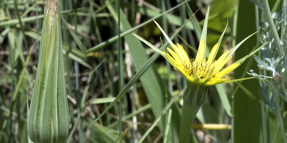 Tragopogon dubius