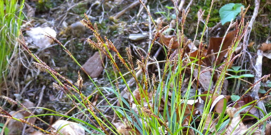 Carex digitata