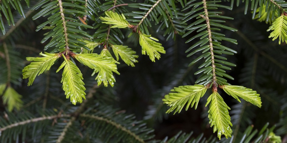 Abies alba