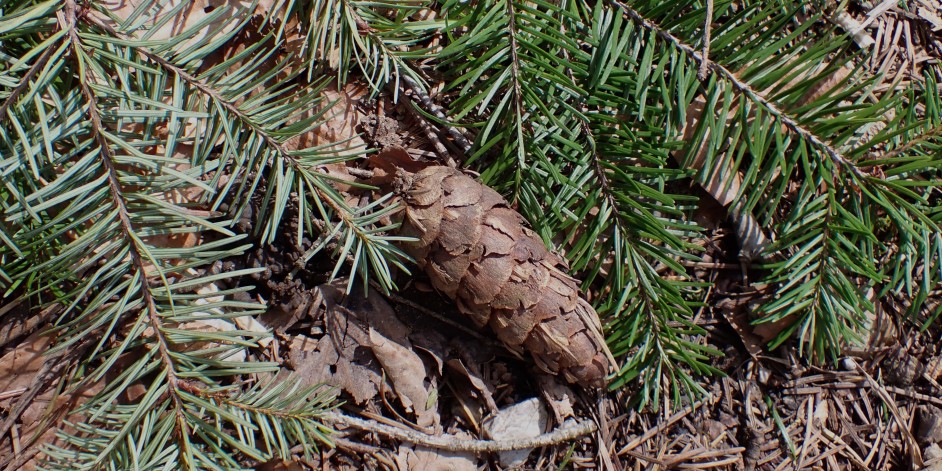 Pseudotsuga menziesii