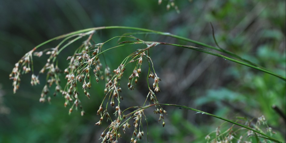 Luzula sylvatica aggr.