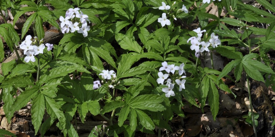 Cardamine heptaphylla