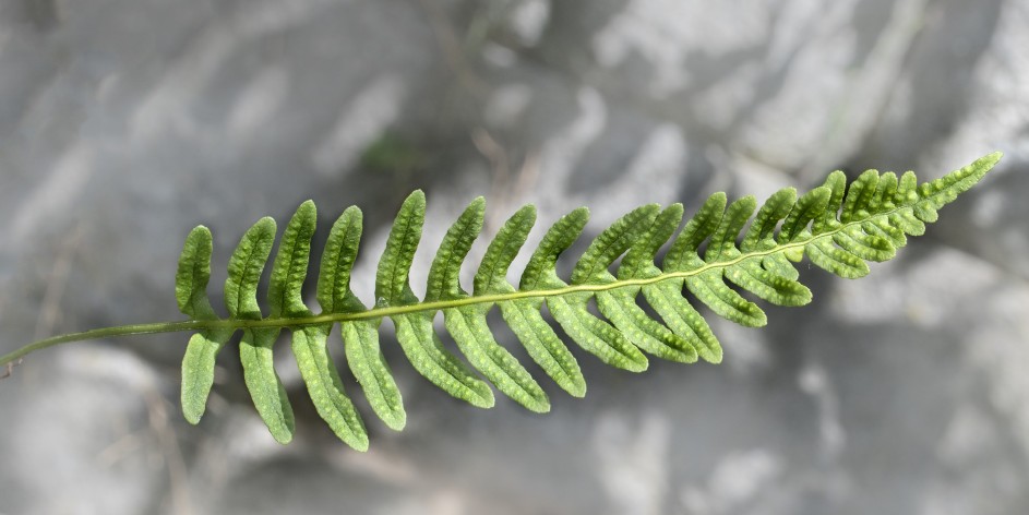 Polypodium vulgare