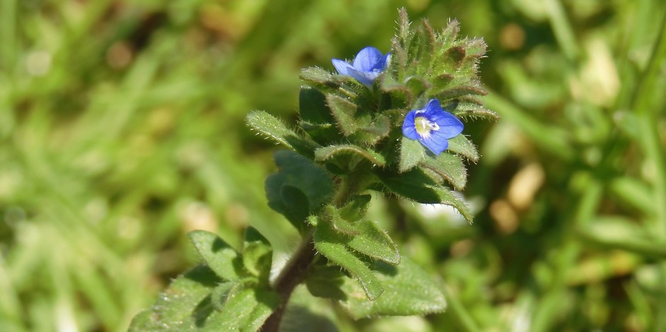 Veronica arvensis