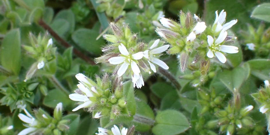 Cerastium glomeratum