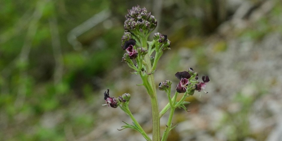 Scrophularia juratensis