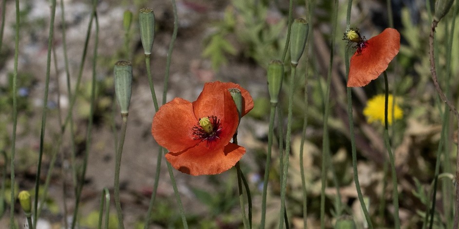 Papaver dubium