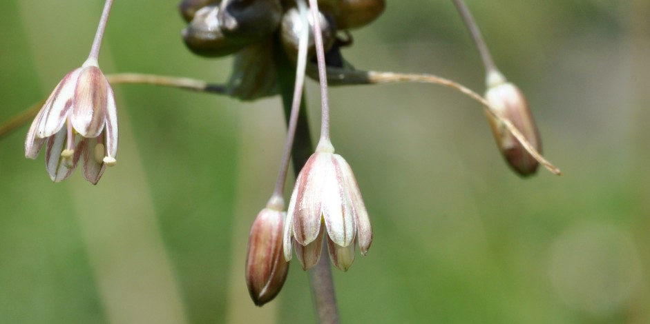 Allium oleraceum