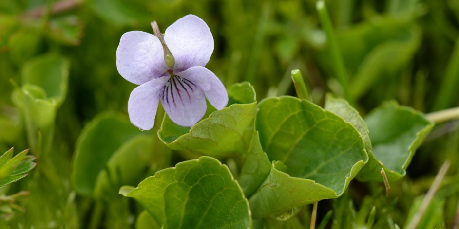 Viola palustris