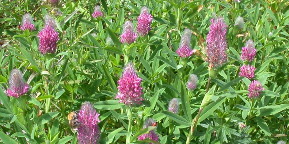 Trifolium rubens