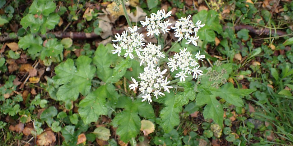 Heracleum sphondylium