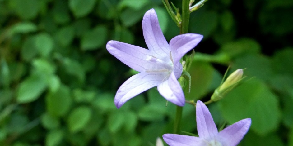 Campanula rapunculus