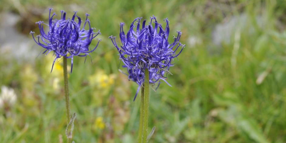 Phyteuma orbiculare