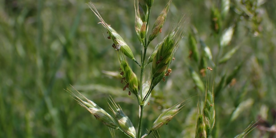 Bromus hordeaceus