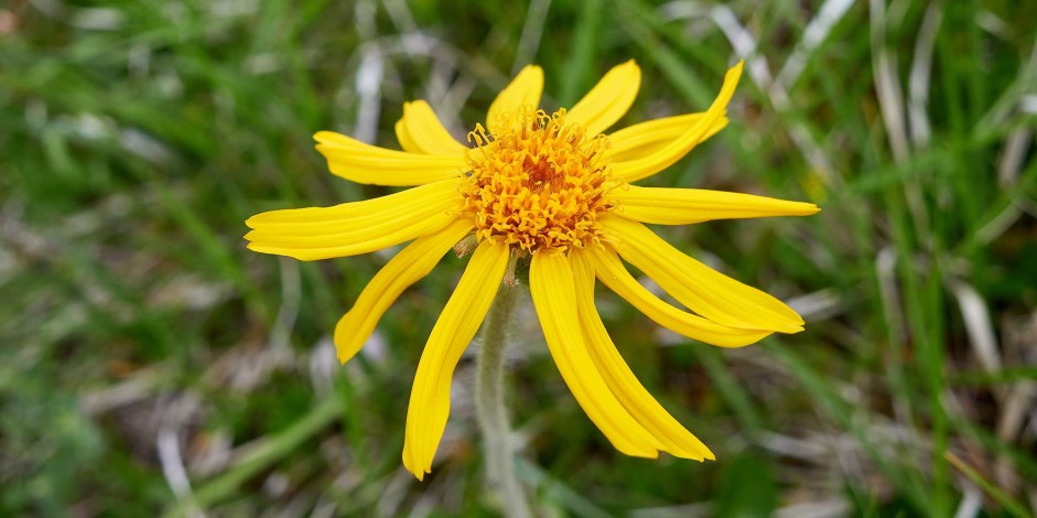 Arnica montana