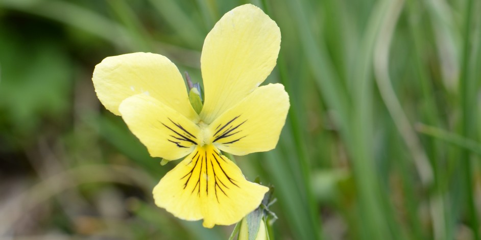 Viola lutea