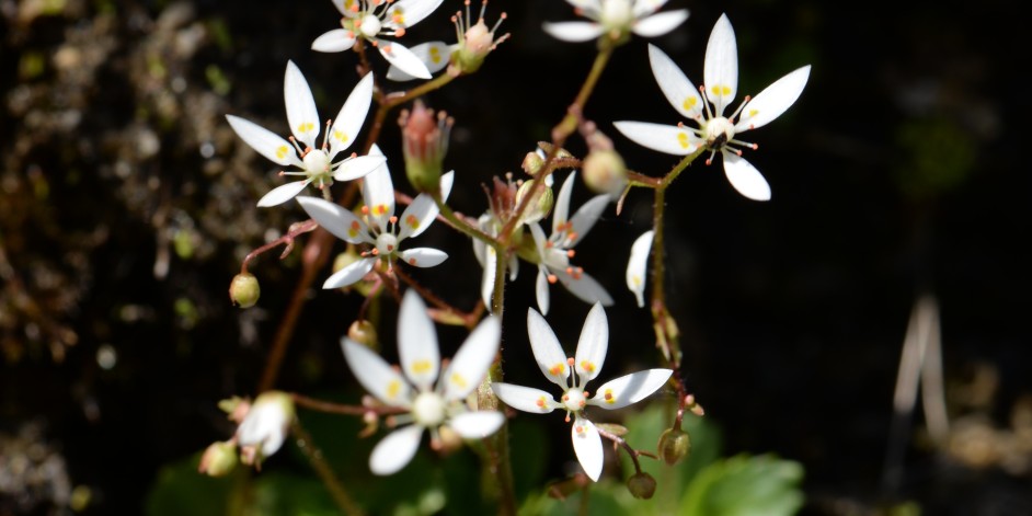 Saxifraga stellaris