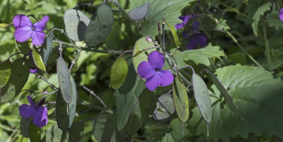 Lunaria annua