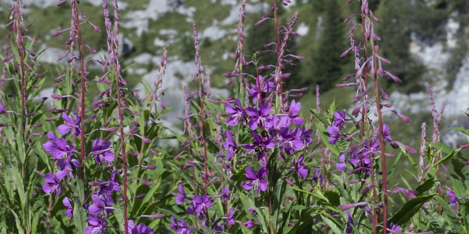 Epilobium angustifolium