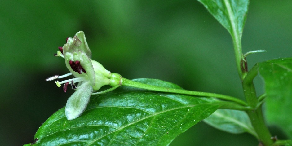 Lonicera alpigena