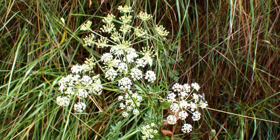 Peucedanum oreoselinum