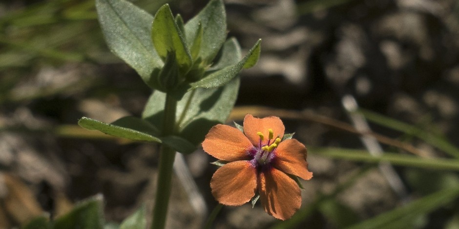 Anagallis arvensis