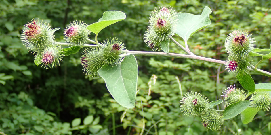Arctium minus