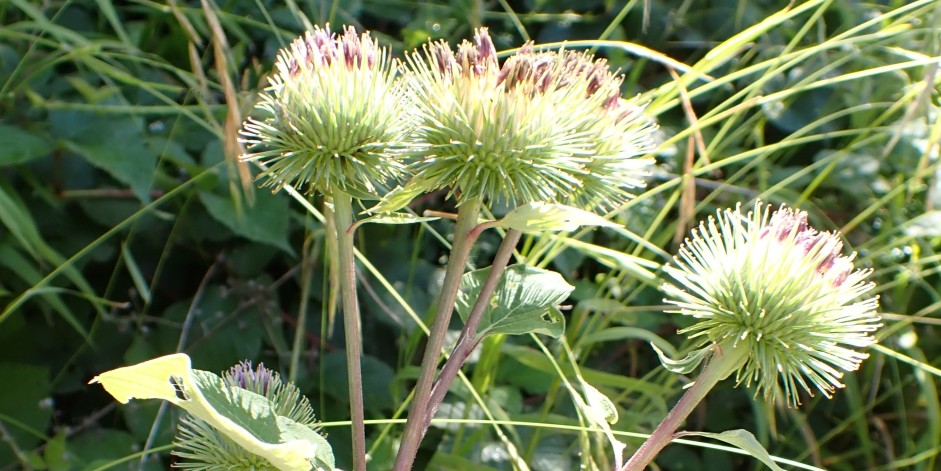 Arctium lappa