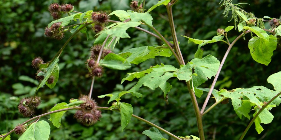 Arctium nemorosum