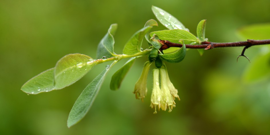 Lonicera caerulea