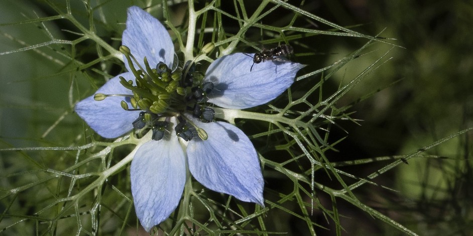 Nigella damascena