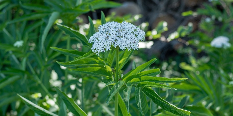 Sambucus ebulus