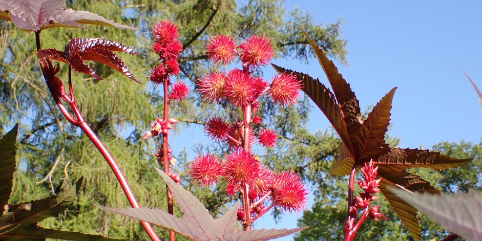 Ricinus communis