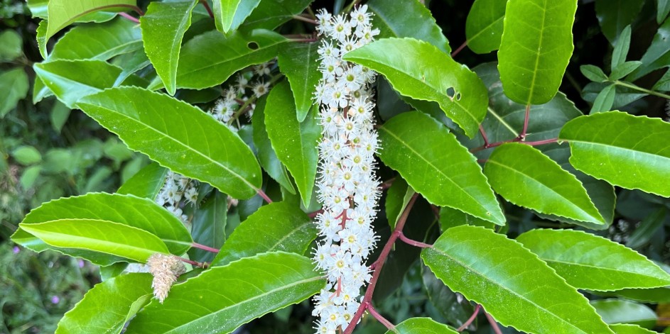 Prunus lusitanica