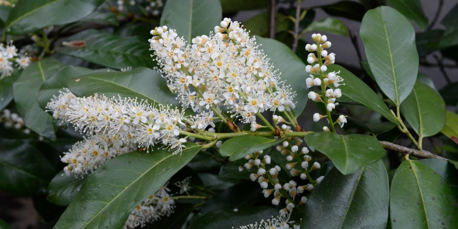 Prunus laurocerasus