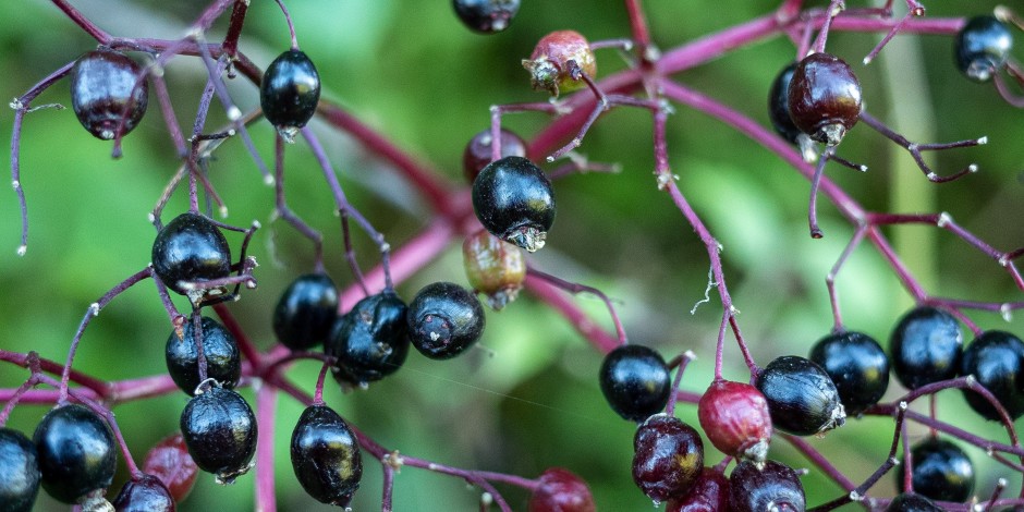 Sambucus nigra