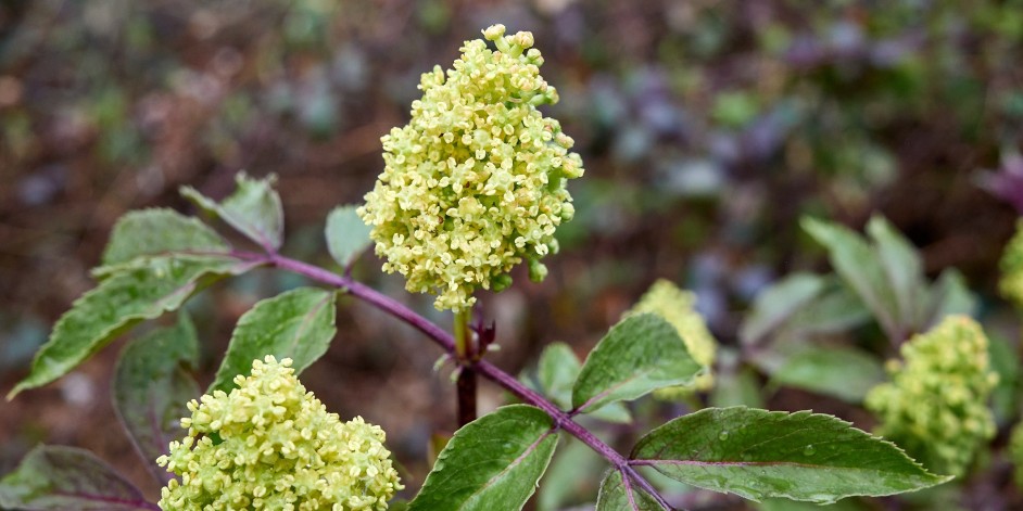 Sambucus racemosa