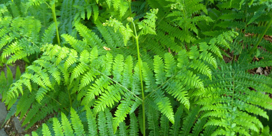 Pteridium aquilinum